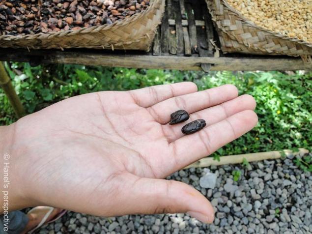 Kopi Luwak Beans